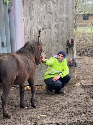 A post by @annaroediger on TikTok caption: Mein Wochenende mit den Pferden .🐴#pferd #offenstall #pferdemädchen #stall 