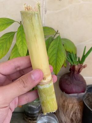 A post by @house_garden.1 on TikTok caption: زرعت القصب في البلكونة😉❤️❤️ #fyp #plants #cane #قصب #tiktok 