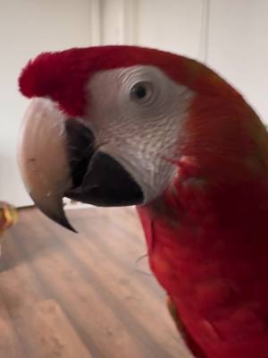 A post by @shelbythemacaw on TikTok caption: My parrots very much enjoyed eating their pears, but how can you tell when a parrot is “excited”. Well, although we may label some behaviours with emotions we experience as humans, “excitement” can actually be lots of things. It can be fear, overstimulation, hormonal, stress related and much more. Eye pinning is one way we can try to understand what our parrot might be experiencing, but sometimes eye pinning in a parrot can precede something negative, like a bite, so always be on the lookout! #animallove #viral #fyp #parrot #birds #parrothusbandry #shelbythemacaw #freeflight #theaviary 