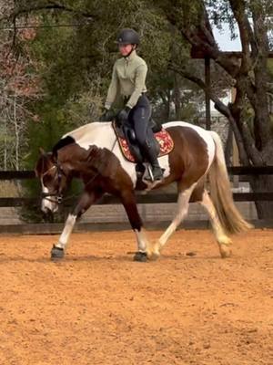 A post by @painted_dressage on TikTok caption: In my experience, I think the more compact guys like the spanish and drafts breeds get this reputation because they are SO easy to bunch up and put into a “round” headset— but it doesn’t necessarily mean they are there because they are truly moving over the back. Treat them like you would any other horse and make sure you are always testing for true throughness! 