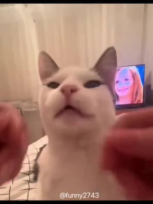 A post by @funny2743 on TikTok caption: #funny #funnyanimals #funnyvideos #cuteanimals #pet #fyp 