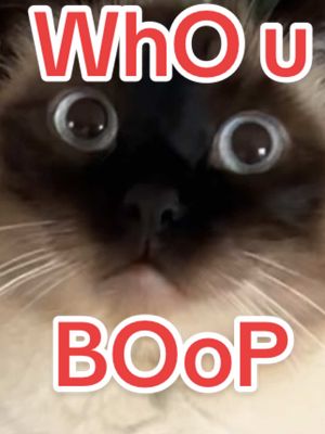 A post by @mervthecat on TikTok caption: WHOM, DID U, BOop (WiLL WE REveAL thGRAET BAGAGWA ,,:: ) lmoa #catsoftiktok #bagagwa #tiktokban #goodbye ? #massfollowing