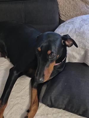 A post by @bambi.fox.tattoo on TikTok caption: comment vous voulez l'engueuler  avec sa bouille #chien #dobermans_of_tiktok #dobermannlove #dobermann #doberman 