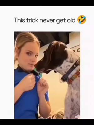 A post by @funnycutezdog on TikTok caption: Funny and cute dogs compilation #funnydog #funnypet #cutedog #dogsoftiktok #dog 