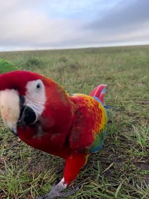 A post by @shelbythemacaw on TikTok caption: STRUT 💃🏼 #lionking #mufasa #aaronpierre #animallove #viral #fyp #parrot #birds #parrothusbandry #shelbythemacaw 