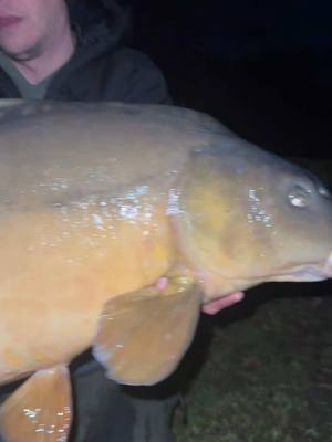 A post by @shatterfordlakes on TikTok caption: Foxy is in! 33lb 2oz #carp #carpfishing #shatterfordlakes 