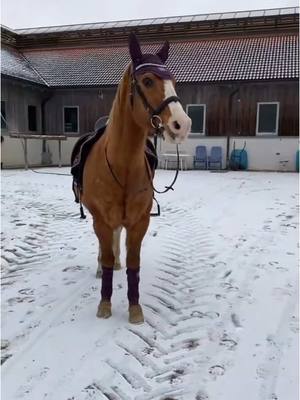 A post by @spickiee on TikTok caption: Wenn ich keine Lust habe, habe ich keine Lust 😂 #equestrian #quarterhorse #bestbuddy #spickiee #foryou