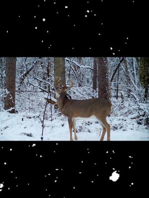 A post by @hodagoutdoors on TikTok caption: New year…same interaction! 🦌 • • • #deerhunting #deerseason #deerhunt #bowhunter #bowhunting #bowhunt #whitetail #whitetailbuck #bigbuck #deer #deerhunter #TikTokShop #archery #whitetailhunting 