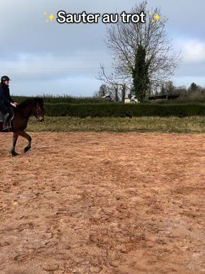 A post by @travailducheval on TikTok caption: Et toi tu aimes sauter au trot ? #cheval #cso #concours #trotteurfrancais 