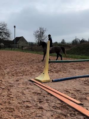 A post by @travailducheval on TikTok caption: Jument Zangersheide de 7 ans arrive suitée et peu manipulé. Difficile à attraper au pré car jument très craintive. La voici désormais dans la cour des grands 😍🤩#jument #cheval #debourragecheval #cso 