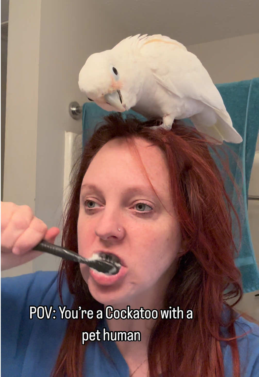 A post by @my_flying_fids on TikTok
