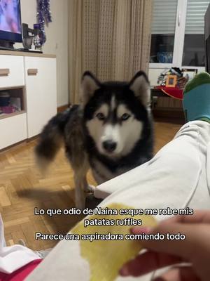 A post by @dianakiaranina on TikTok caption: #husky #patata #ruffles #huskiesoftiktok #follow #house #Love #comiend 