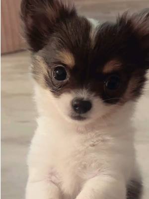 A post by @rozyc_x on TikTok caption: Hey I’m Flossie 💕  #chihuahua #puppylove #longhairedchihuahua #chihuahuastiktok 