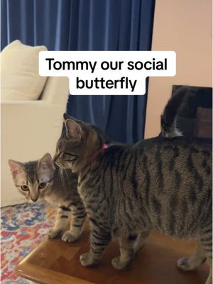 A post by @julia_adavis on TikTok caption: Tommy will def need a friend or two in his forever home! Just look at how social he’s become 🥹 #coopkitty #coopkittyfosters 