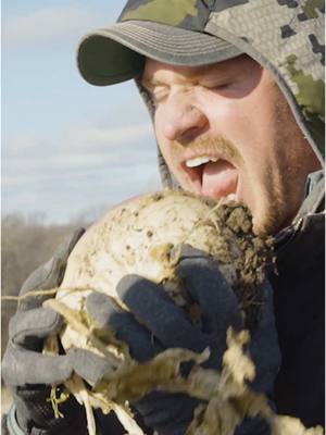 A post by @drivenhunter on TikTok caption: TURNIPS= BIG BUCKS? Our hunt with @Bowmar Bowhunting is now live on our YT #buck #deer #hunting #farm 