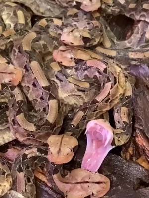 A post by @thereptilezoo on TikTok caption: Sleepy babies! 😴💤 These little gaboon vipers are only a few days old! They’re so cute and sleepy 🥱 Keeping each other warm 🥰 While growing big and strong 💪🐍