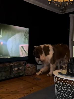 A post by @kingsley_st_bernard on TikTok caption: Worlds biggest dog thief #kleptomaniac #share #saintbernard #famousdogsoftiktok #funnydogs #funny #chase #laughing #fyp #foruoupage #dog #dogtok #usa_tiktok #puppylove #america #usa🇺🇸 