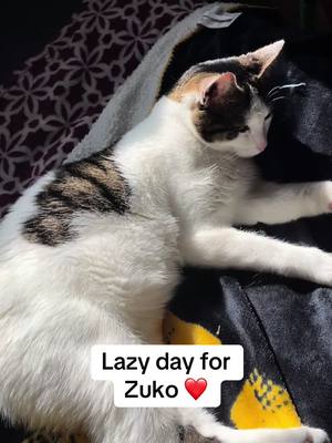 A post by @omgnic0le on TikTok caption: #zuko #catsoftiktok #adorable #adorableanimals 