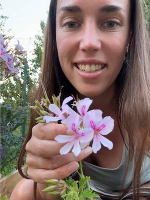 A post by @only_emily30 on TikTok caption: I’ve been missing my garden like crazy this winter! Last season I picked up some citronella plants and I will most definitely be having them again in my garden this year. The citronella kept the bugs away when it was fresh and fragrant. I went from being unable to be outside to comfortably sitting out in the evening close to the citronella with minimal bites! Plus I thought the colour was beautiful. It’s a soft, subtle pink with a darker streak in the petal and it was just super beautiful to have in my garden. #garden #gardening #emsgarden #flowers