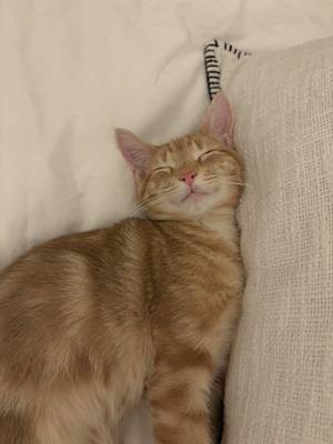 A post by @olivialmarcus on TikTok caption: So sad and so happy at the same time to say goodbye to my formerly semi-feral foster kitten #fosterkitten #kitten #cat #hoboken #nj 