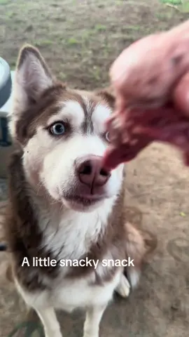 A post by @the_service_fish on TikTok caption: #husky #asmr #rawfeddog 