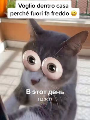 A post by @milo4ka16 on TikTok caption: #mila#cat##ВэтотДень 