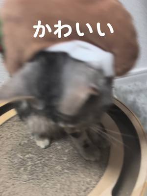 A post by @yuzukichi06 on TikTok caption: あたちクッキー🐈🍪#あたち #ベンガル #シルバーマーブルタビー 