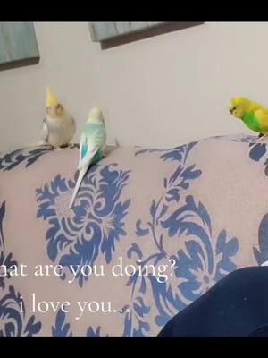 A post by @clementine_33 on TikTok caption: what are you doing + I love you #petlover #fyp #cutecat #bird #photography #dog #talk 