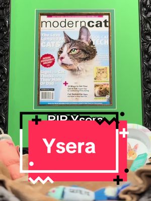 A post by @yseratok on TikTok caption: Good Morning Ysera's Army, Today is an incredibly difficult and tragic day for all of us. Our beloved girl, Ysera, passed away at 12:30 PM on 1/20/25. In her final days, she faced significant health challenges, and it became clear that her neurodegenerative disease had progressed rapidly. She had an appointment for her heart ultrasound that same day, which I even moved up to 12:15 PM. However, when I approached her, I sensed something was truly off. I immediately took her to emergency care, but sadly, she stopped breathing on the way. I had an instinct that Ysera had passed before we arrived at the vet. I kissed her on the head and entrusted her to the vets, who began CPR, but she had passed away. It all happened so fast—in just 30 minutes from when I left my house to when she was pronounced dead. Her heart simply wasn't strong enough. I was with her in her final moments, and I hope she felt my presence by her side. We are heartbroken to share this news with you. Ysera was a brave, strong, and special soul who brought love, joy, and smiles to so many. Ysera, honored as 2024 America's Favorite Pet, brightened our days with her soft and loud meows, adorable bleps, beautiful eyes, and boundless love. She loved this world and her family, and I know she cherished her Army. Ysera always protected us from nightmares and has now joined the eternal slumber of our other beloved pets. I’m sure she is having fun, playing, and running around us in spirit form. Just know that in those final moments, Ysera was still very much herself. She fought until her last breath, still meowing and playfully battling with me. She absolutely knew how many people loved and cared for her—those incredible individuals who built this community and stood by us through it all. We are profoundly grateful for all the love and support you've shown her and us, and I’m sure she feels the same gratitude. Ysera was the sweetest little girl, entrusting me with her care. Every moment we spent together—during exercises, grooming, or feeding—she would gaze at me with her magical, trusting eyes, perky ears, and beautiful snoot. Those memories will forever be etched in my heart. In closing, I want to express my heartfelt thanks to all of you. Thank you for being here, for your love, and for everything you’ve done. Ysera taught us that regardless of the challenges a pet may face, they still deserve our love, care, and happiness. When we first adopt a pet, they look to us for their care and well-being. It’s our responsibility to ensure they are taken care of for their entire lives, no matter how long or short that may be. Please don’t abandon your pets; they depend on you to be their world, and without you, they have no one else. They truly deserve it. I may share a video or go live on TikTok to connect with our community and grieve together, but for now, everything is uncertain as we navigate through this emotional time. We will need some time to heal from this loss, as it's too difficult to think about anything else at the moment. With love, Charlie (Ysera's dad), Sophie (Ysera's mom), Simba, Azshara, and Banshee and from Above Ysera ❤️🌈  P.S. I felt I couldn’t grieve without making one last video of Ysera and informing you all. #ysera #yseratok #kitten #cute #specialcat #catsoftiktok #kitty #goodmorningysera #catsofinstagram #catsoffacebook #ndd #neurodegenerativedisease #yserasarmy 