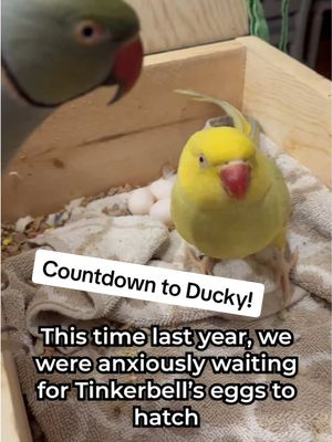 A post by @beakerbeak on TikTok caption: Countdown to Ducky begins! Day 1: Ducky’s turning ONE YEAR OLD on the 28th! Can you believe it? It seems like she was a little egg just yesterday. Time sure does fly! (No pun intended) #talkingparrot #talkingbird #cuteanimals #birdsoftiktok #parrotsoftiktok  #funnyanimals #babyanimals #egg #parrot #family