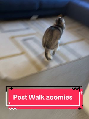 A post by @sapphie_the_pomsky on TikTok caption: The post walk zoomies are our favorite 🤣 #dogsoftiktok #dogs #dog #funnydog #queenofzoomies #zoomies