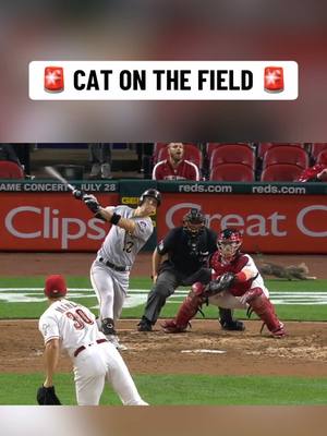 A post by @espnatbat on TikTok caption: You never know what you’re going to see at a #baseball game #MLB #reds #cat 