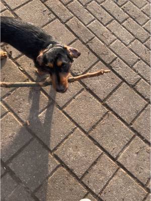 A post by @napihuman on TikTok caption: l’amour de ma vie après billie eilish #teckel #dachshund 