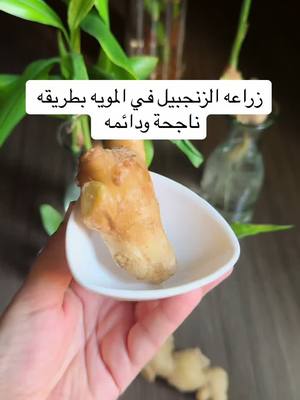 A post by @iman12mt on TikTok caption: حافظو على الزنجبيل في المويه وتحت اضاءه ولا تلمسونها كل شوي حتى ماتتجرثم وتعفن معكم درجه حراره الغرفه والمويه مهم ماتكون تحت العشرين حتى ماتعفن اما إذا كانت فوق العشرين في الثلاثين عادي تتأقلم معها الزنجبيل وتتقبل الحر بس ماتتحمل البروده 