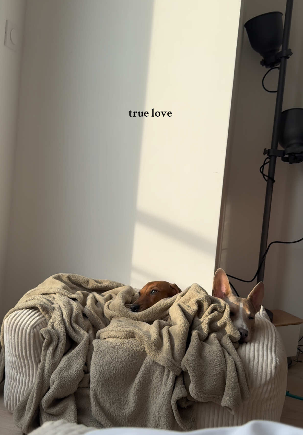 A post by @ileauu on TikTok caption: Soulmates 