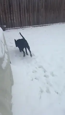 A post by @draculiiv on TikTok caption: we all loved the snow 🖤