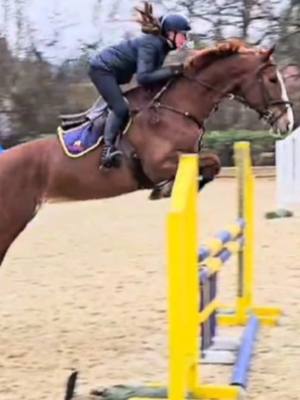 A post by @myhorseedits on TikTok caption: Orchidee doing her thing🥰🚀 #orchidee#myhorseedits#horseriding#horses#horse#equestrian#showjumping#grey#greyhorse 