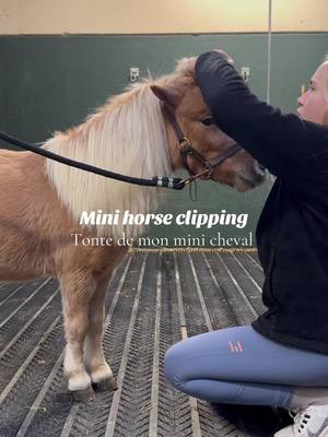 A post by @majollyjumper on TikTok caption: Bye-bye la transpiration 👋  #equitation #horse #americanminiaturehorse #chevalminiatureamericain 