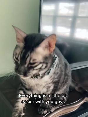 A post by @lisacech on TikTok caption: #onthisday #buzztalk #buzz #buzzbengal #bengalcat #sticktogether #hardday #thankyou 