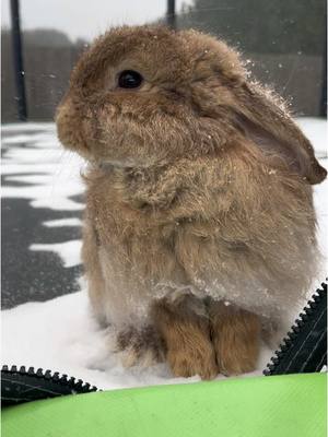 A post by @mrs7blended on TikTok caption: Our pets 1st snow #PetsOfTikTok #cutie #bunny #kitty #maggie @7blended #foryou 