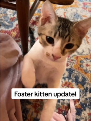 A post by @julia_adavis on TikTok caption: From hissy, spitty, and poopy to playful, social butterflies💛 #coopkitty #coopkittyfosters 