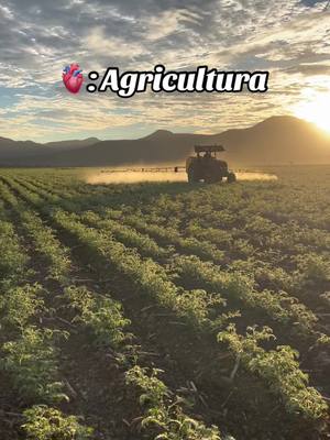 A post by @agro.sin.mx on TikTok caption: Que bella oficina 🔥🌱🍀. 