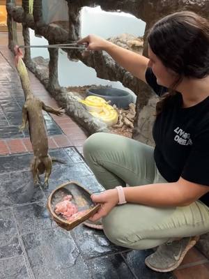 A post by @thereptilezoo on TikTok caption: FAST AND FURIOUS! ⚡️ This Argus monitor is built for speed 💨 They’re awesome hunters! And have stomachs of steel!😮