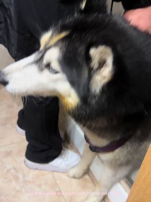 A post by @dianakiaranina on TikTok caption: #parati #caca #huskypuppy #huskylover #traviesa #juegos #huele #olores #cacaushow #paratiiiiiiiiiiiiiiiiiiiiiiiiiiiiiii 