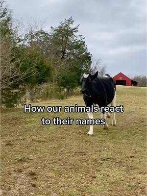 A post by @thegentlebarn on TikTok caption: Replying to @kuks_26 #Reposting part 1 to our most viral video series on TikTok! We love rewatching these memories and seeing our how our adorable rescued animals looked from a few years back, and also the wonderful faces of some of those we’ve lost over the years. A reminder of the beautiful lives they had in sanctuary at The Gentle Barn ❤️ #thegentlebarn #rescuedanimals #animalsreact #farmanimalsanctuary #sanctuarylife #rescuedfarmanimals #animalsoftiktok #viralvideo 