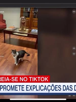 A post by @andre_ventura_oficial on TikTok caption: Isto diz tudo: o gato António tem mais seguidores que o lider do PS e que o Governo de Portugal 🥰🥰