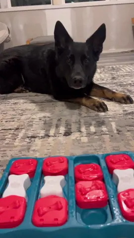 A post by @k9_mattis on TikTok caption: Whose gonna win? Drop your guess in the comments!