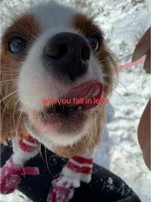 A post by @coquettecavalier on TikTok caption: lady’s first time seeing snow :’) ❄️☃️🤍 #houston #snow 