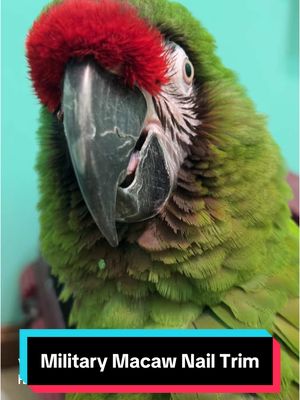 A post by @geckoemmy on TikTok caption: Gabe, the military macaw, is here for a nail trim. He's a bit sassy, but we will get through it together - hopefully unscathed #parrotsoftiktok #petbirds #macaw