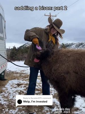 A post by @steadyrein on TikTok caption: shared the first part and so many new faces were curious❤️ this is from 2023, unfortunately lucy passed after this past september after getting hit by lightning in her pasture. it’s very bittersweet to share these memories now #onthisday #bison #bisoncalf #westernlifestyle #montana 